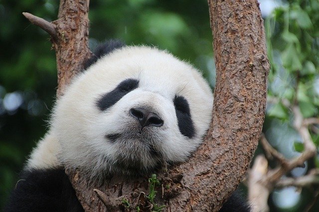 Image d'un panda
